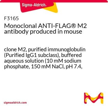 ANTI-FLAG&#174; M2 monoclonal clone M2, purified immunoglobulin (Purified IgG1 subclass), buffered aqueous solution (10 mM sodium phosphate, 150 mM NaCl, pH 7.4, containing 0.02% sodium azide)