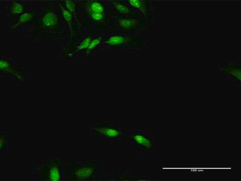 Anti-DNAJB4 antibody produced in rabbit purified immunoglobulin, buffered aqueous solution