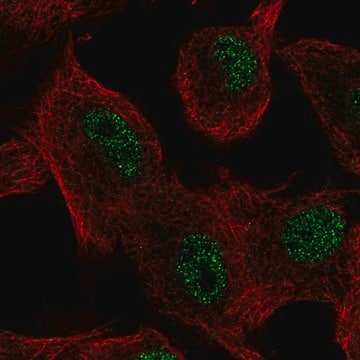 Anti-SLC39A11 antibody produced in rabbit Prestige Antibodies&#174; Powered by Atlas Antibodies, affinity isolated antibody