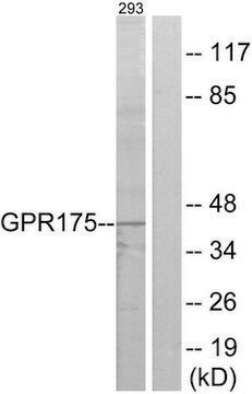 Anti-GPR175 antibody produced in rabbit affinity isolated antibody