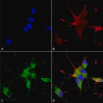 Monoclonal Anti-Nrcam - Rpe antibody produced in mouse clone S364-51, purified immunoglobulin