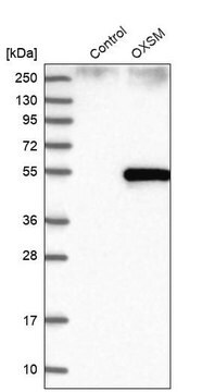 Anti-OXSM antibody produced in rabbit Prestige Antibodies&#174; Powered by Atlas Antibodies, affinity isolated antibody, buffered aqueous glycerol solution, Ab3