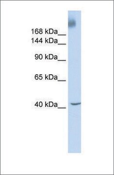 Anti-TAF1 antibody produced in rabbit affinity isolated antibody