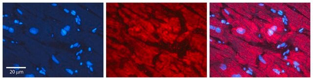 Anti-NXF1 antibody produced in rabbit affinity isolated antibody