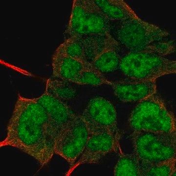 Anti-PIN1 antibody produced in rabbit Prestige Antibodies&#174; Powered by Atlas Antibodies, affinity isolated antibody