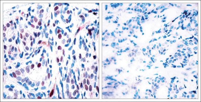 抗 磷酸化-STAT3 (pTyr 705 ) 兔抗 affinity isolated antibody