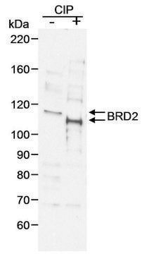 Goat anti-BRD2 Antibody, Affinity Purified Powered by Bethyl Laboratories, Inc.