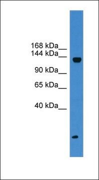 Anti-KIAA0999 antibody produced in rabbit affinity isolated antibody