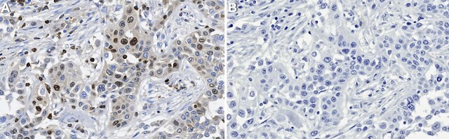 Anti-APOBEC3B Antibody, clone 5210-87-133 ZooMAb&#174; Rabbit Monoclonal recombinant, expressed in HEK 293 cells