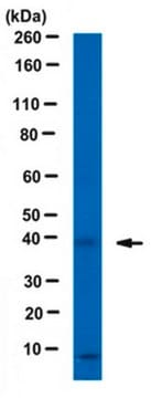 Anti-WD repeat-containing protein 5 Antibody serum, from rabbit