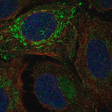 Anti-NDUFV2 antibody produced in rabbit Prestige Antibodies&#174; Powered by Atlas Antibodies, affinity isolated antibody