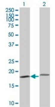 Monoclonal Anti-PTH antibody produced in mouse clone 3H7, purified immunoglobulin, buffered aqueous solution