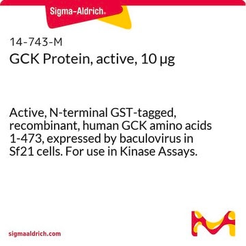 GCK Protein, active, 10 &#181;g Active, N-terminal GST-tagged, recombinant, human GCK amino acids 1-473, expressed by baculovirus in Sf21 cells. For use in Kinase Assays.