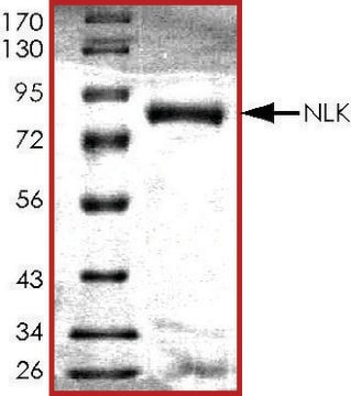 NLK, active, GST tagged human PRECISIO&#174;, recombinant, expressed in baculovirus infected Sf9 cells, &#8805;70% (SDS-PAGE), buffered aqueous glycerol solution