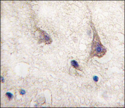 Anti-PIWIL1 (N-term) antibody produced in rabbit saturated ammonium sulfate (SAS) precipitated, buffered aqueous solution