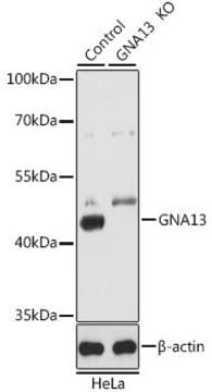 Anti-GNA13 antibody produced in rabbit