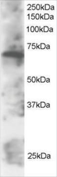 Anti-SWAP70 antibody produced in goat affinity isolated antibody, buffered aqueous solution