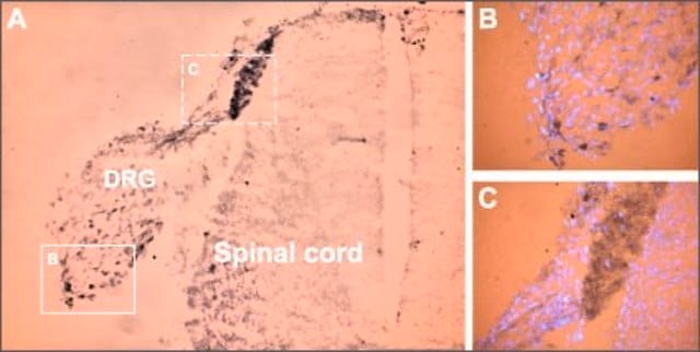 Anti-Sodium Channel NaV1.9 antibody produced in rabbit affinity isolated antibody, lyophilized powder