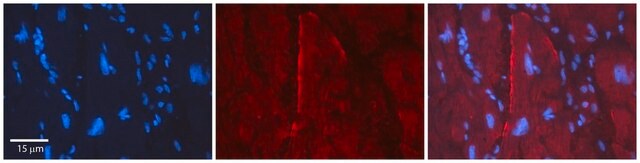 Anti-GJC2 antibody produced in rabbit affinity isolated antibody