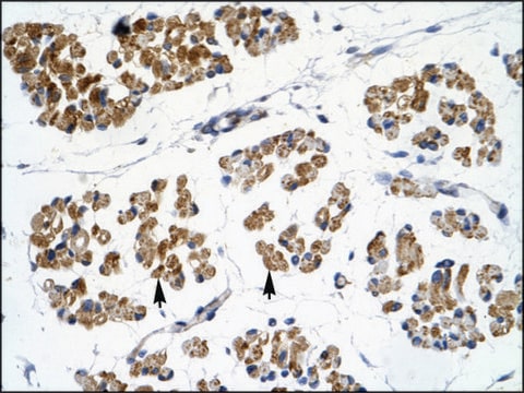 Anti-EMX2 affinity isolated antibody