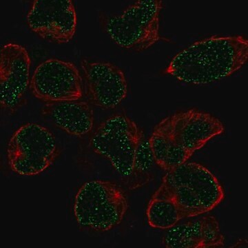 Anti-Nkx2-6 Antibody Produced In Rabbit Prestige Antibodies&#174; Powered by Atlas Antibodies, affinity isolated antibody, buffered aqueous glycerol solution