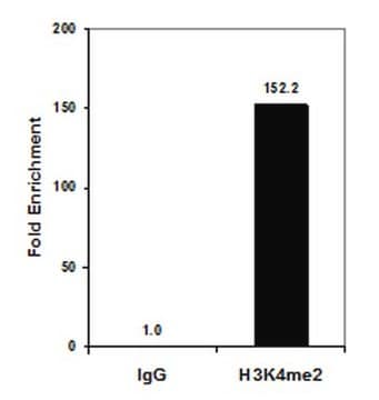 抗-二甲基组蛋白H3（Lys4）抗体，克隆CMA303 clone CMA303, from mouse