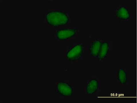 Anti-ZNF133 antibody produced in mouse purified immunoglobulin, buffered aqueous solution