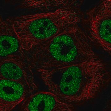 Anti-BNC1 antibody produced in rabbit Prestige Antibodies&#174; Powered by Atlas Antibodies, affinity isolated antibody