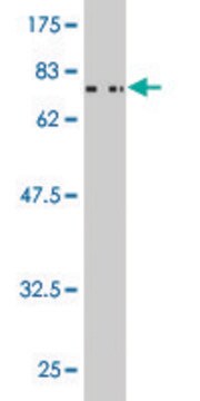 ANTI-CSNK1G2 antibody produced in mouse clone 2E6, purified immunoglobulin, buffered aqueous solution