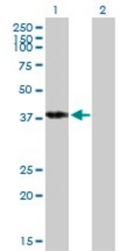 Anti-POU4F3 antibody produced in mouse purified immunoglobulin, buffered aqueous solution