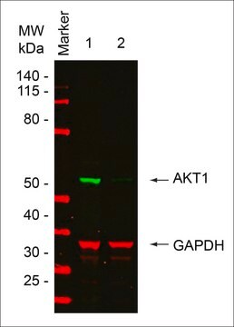 MISSION&#174; esiRNA targeting human AKT1, RP11-982M15.2