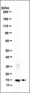 Przeciwciało anty-S100A9, klon 2A5 (bez azydku) clone 2A5, 1&#160;mg/mL, from rat