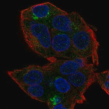 Anti-HEPN1 antibody produced in rabbit Prestige Antibodies&#174; Powered by Atlas Antibodies, affinity isolated antibody