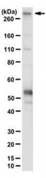 Anti-CHD-8L Antibody, clone 1C10-1