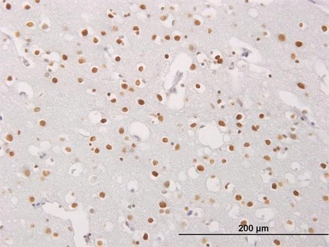 Monoclonal Anti-MECP2 antibody produced in mouse clone 1B11, purified immunoglobulin, buffered aqueous solution