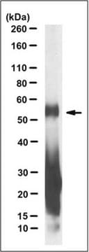 Anticorps anti-C9ORF72/C9RANT (poly-GA), clone&nbsp;5E9 clone 5E9, from mouse