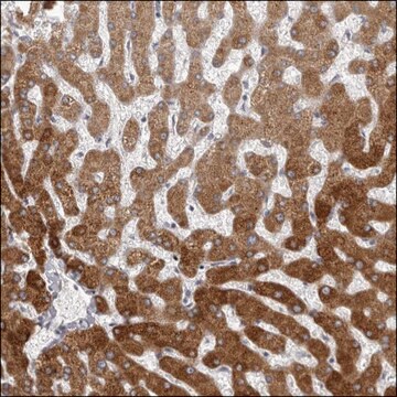 Anti-HRH1 antibody produced in rabbit Prestige Antibodies&#174; Powered by Atlas Antibodies, affinity isolated antibody, buffered aqueous glycerol solution