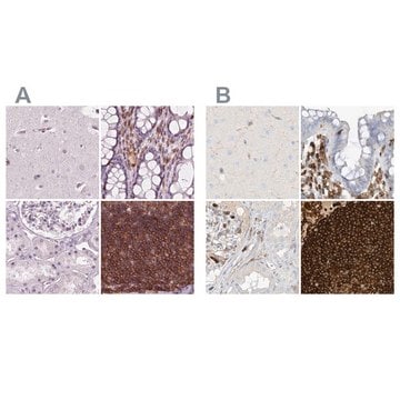 Anti-ARHGAP25 antibody produced in rabbit Prestige Antibodies&#174; Powered by Atlas Antibodies, affinity isolated antibody