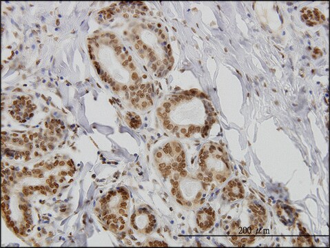 Monoclonal Anti-IL15 antibody produced in mouse clone 3A3, purified immunoglobulin, buffered aqueous solution