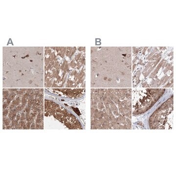 Anti-MKRN2 antibody produced in rabbit Prestige Antibodies&#174; Powered by Atlas Antibodies, affinity isolated antibody, buffered aqueous glycerol solution