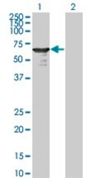 Monoclonal Anti-L3MBTL4 antibody produced in mouse clone 1B9-1C12, purified immunoglobulin, buffered aqueous solution