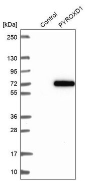 Anti-PYROXD1 antibody produced in rabbit Prestige Antibodies&#174; Powered by Atlas Antibodies, affinity isolated antibody, buffered aqueous glycerol solution