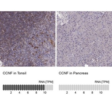 Anti-CCNF antibody produced in rabbit Prestige Antibodies&#174; Powered by Atlas Antibodies, affinity isolated antibody