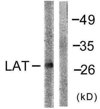 Anti-LAT antibody produced in rabbit affinity isolated antibody