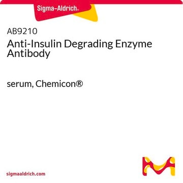 Anticuerpo anti-enzima degradadora de insulina serum, Chemicon&#174;