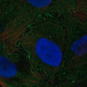 Anti-NMUR2 antibody produced in rabbit Prestige Antibodies&#174; Powered by Atlas Antibodies, affinity isolated antibody, buffered aqueous glycerol solution