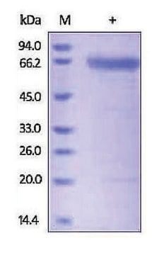 SPAM1 human recombinant, expressed in HEK 293 cells, &#8805;92% (SDS-PAGE)