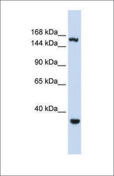 Anti-EIF4G3 antibody produced in rabbit affinity isolated antibody