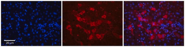 Anti-WDR23 antibody produced in rabbit affinity isolated antibody