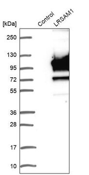 Anti-LRSAM1 antibody produced in rabbit Prestige Antibodies&#174; Powered by Atlas Antibodies, affinity isolated antibody, buffered aqueous glycerol solution, Ab1